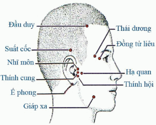 HUYỆT VÙNG ĐẦU (MẶT BÊN)