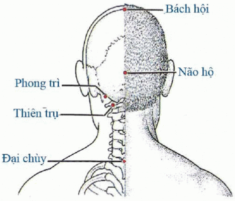HUYỆT VÙNG ĐẦU (MẶT SAU)