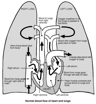 Hình ảnh minh họa phổi