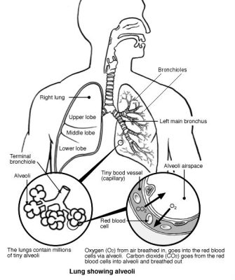 Hình ảnh phổi
