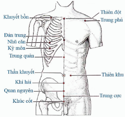 HUYỆT VÙNG NGỰC - BỤNG