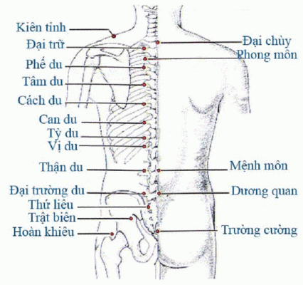HUYỆT VÙNG LƯNG – MÔNG