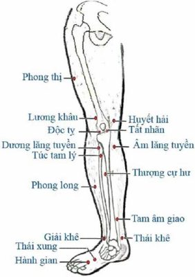 HUYỆT VÙNG CHÂN (MẶT TRƯỚC TRONG)