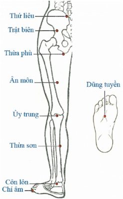 HUYỆT VÙNG CHÂN (MẶT SAU NGOÀI)