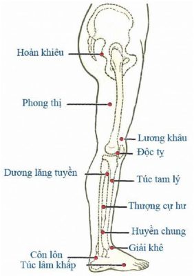 HUYỆT VÙNG CHÂN (MẶT BÊN)