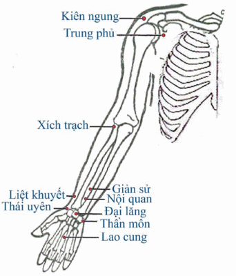 HUYỆT VÙNG TAY (MẶT TRƯỚC TRONG)