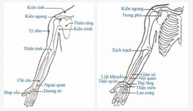 Hình 2: Huyệt vùng chi trên