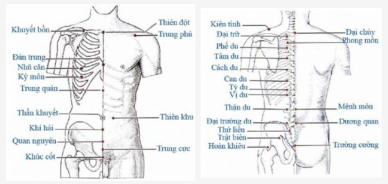 Hình 3: Huyệt vùng bụng ngực và lưng.