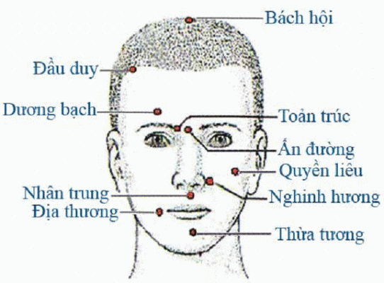 HUYỆT VÙNG ĐẦU (MẶT TRƯỚC)