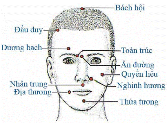 HUYỆT VÙNG ĐẦU (MẶT TRƯỚC)