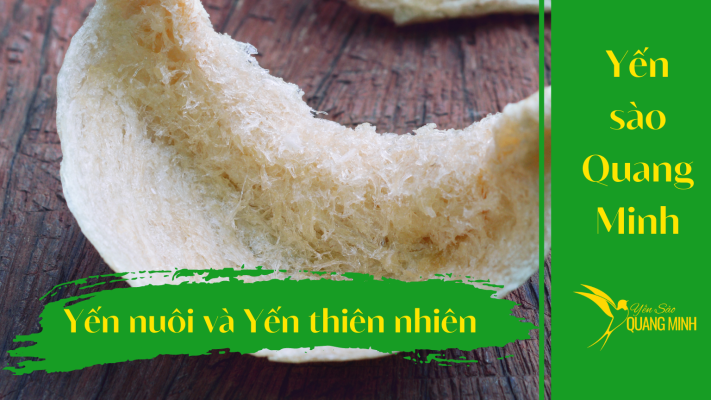 yến sào thiên nhiên và yến sào nuôi