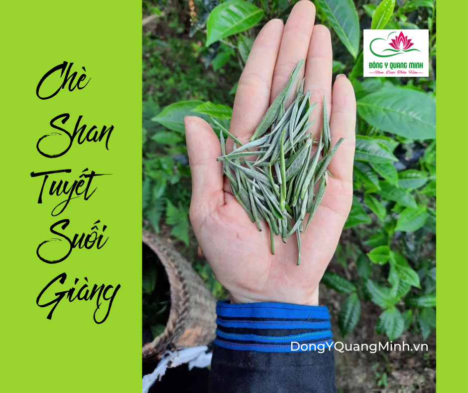 Chè Shan Tuyết Suối Giàng