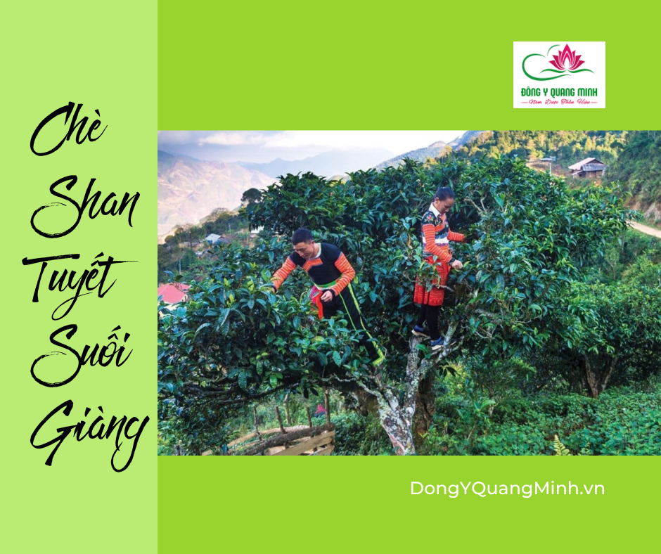 Chè Shan Tuyết Suối Giàng