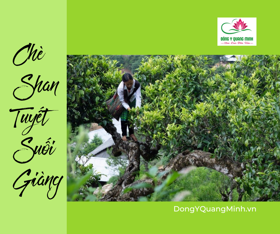 Chè Shan Tuyết Suối Giàng