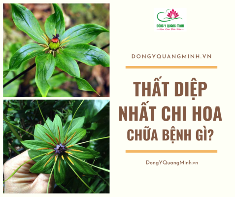 Thất Diệp Nhất Chi Hoa Chữa Bệnh Gì?