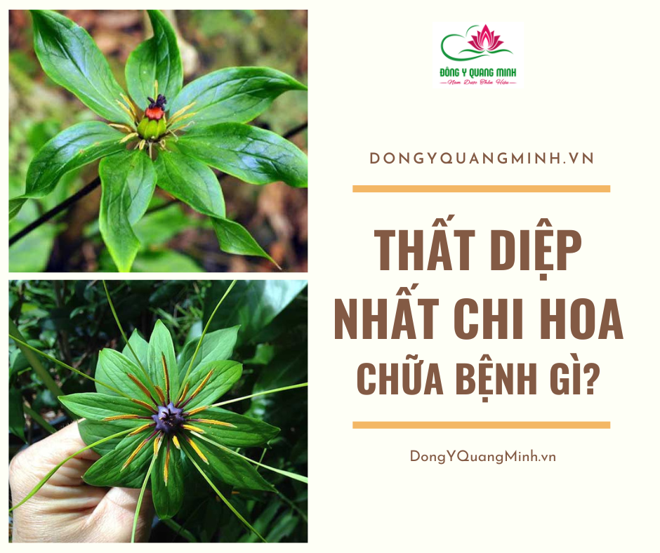 Thất Diệp Nhất Chi Hoa Chữa Bệnh Gì?