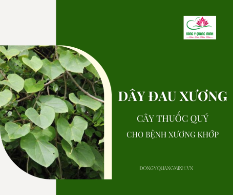 Dây Đau Xương – Cây Thuốc Quý Cho Bệnh Xương Khớp