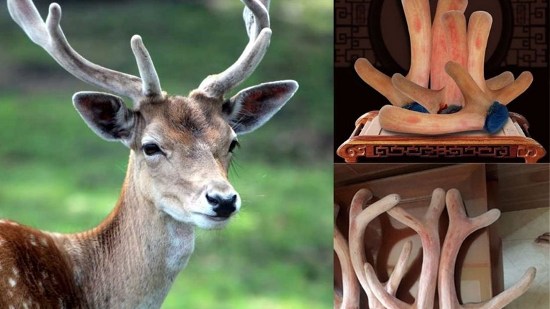 Tác dụng của nhung hươu là gì