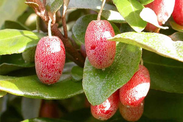 Bài Thuốc Chữa Bệnh Từ Cây Nhót