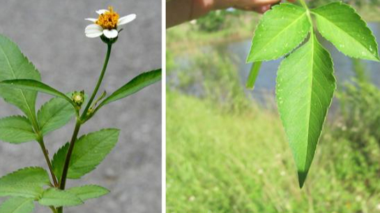 Bài Thuốc Trị Bệnh Từ Cây Đơn Buốt