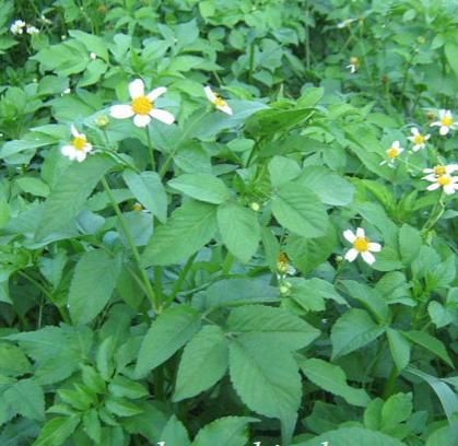 Bài Thuốc Trị Bệnh Từ Cây Đơn Buốt