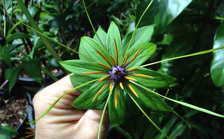 Thất diệp nhất chi hoa