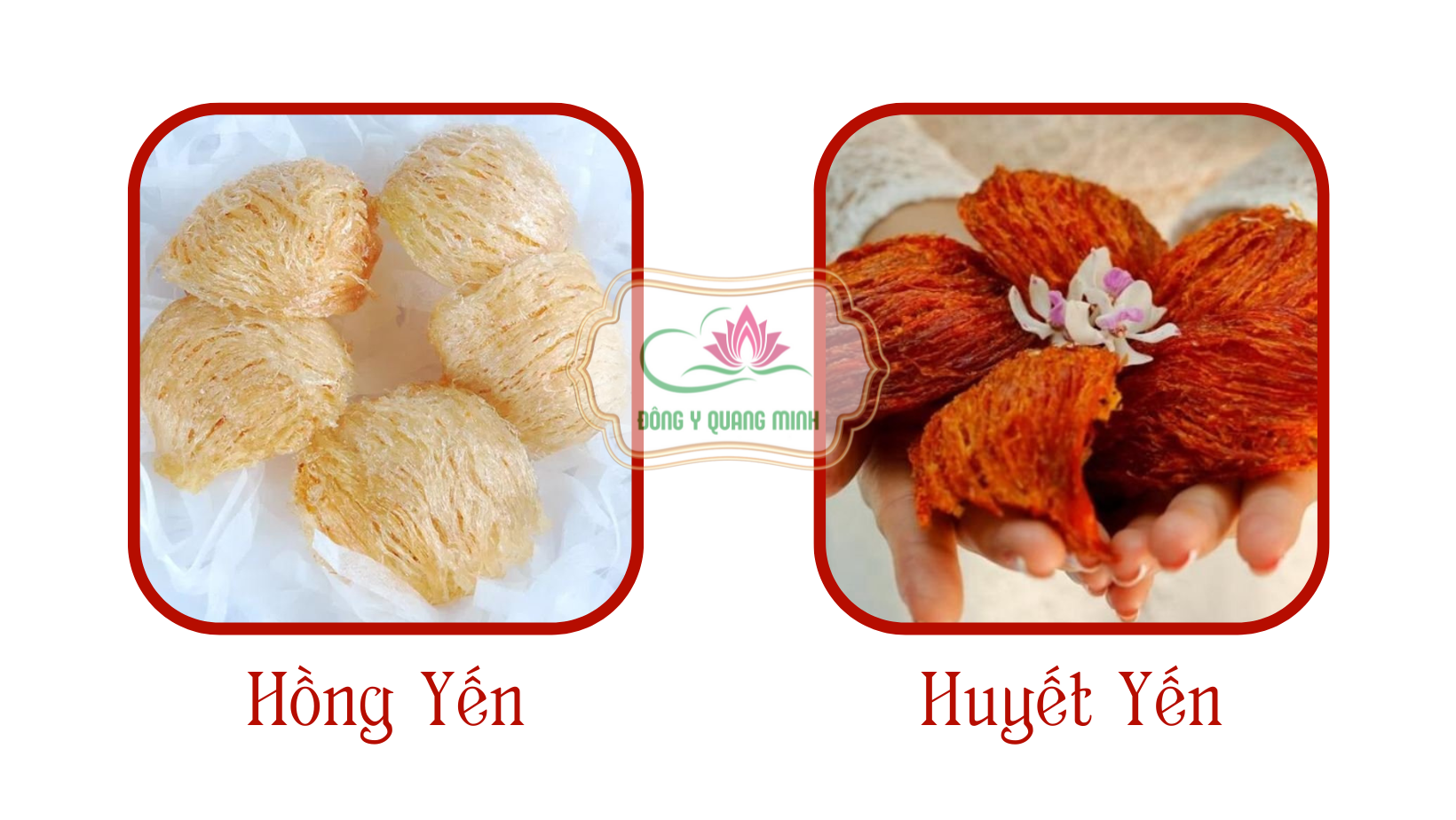 Cách Phân Biệt Tổ Yến Thật Giả