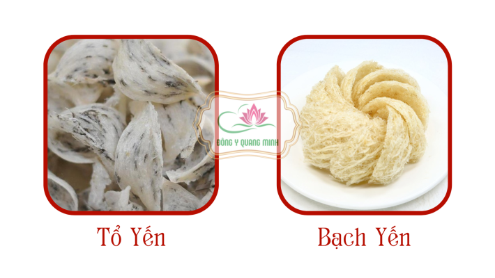 Cách Phân Biệt Tổ Yến Thật Giả