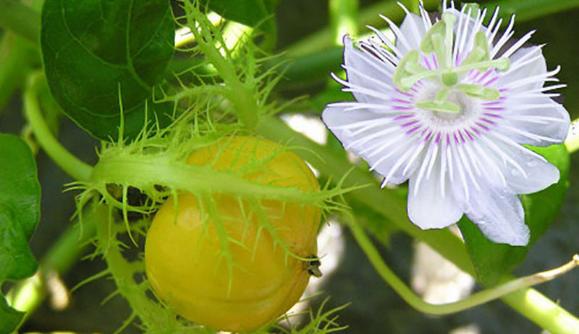 người mất ngủ uống gì