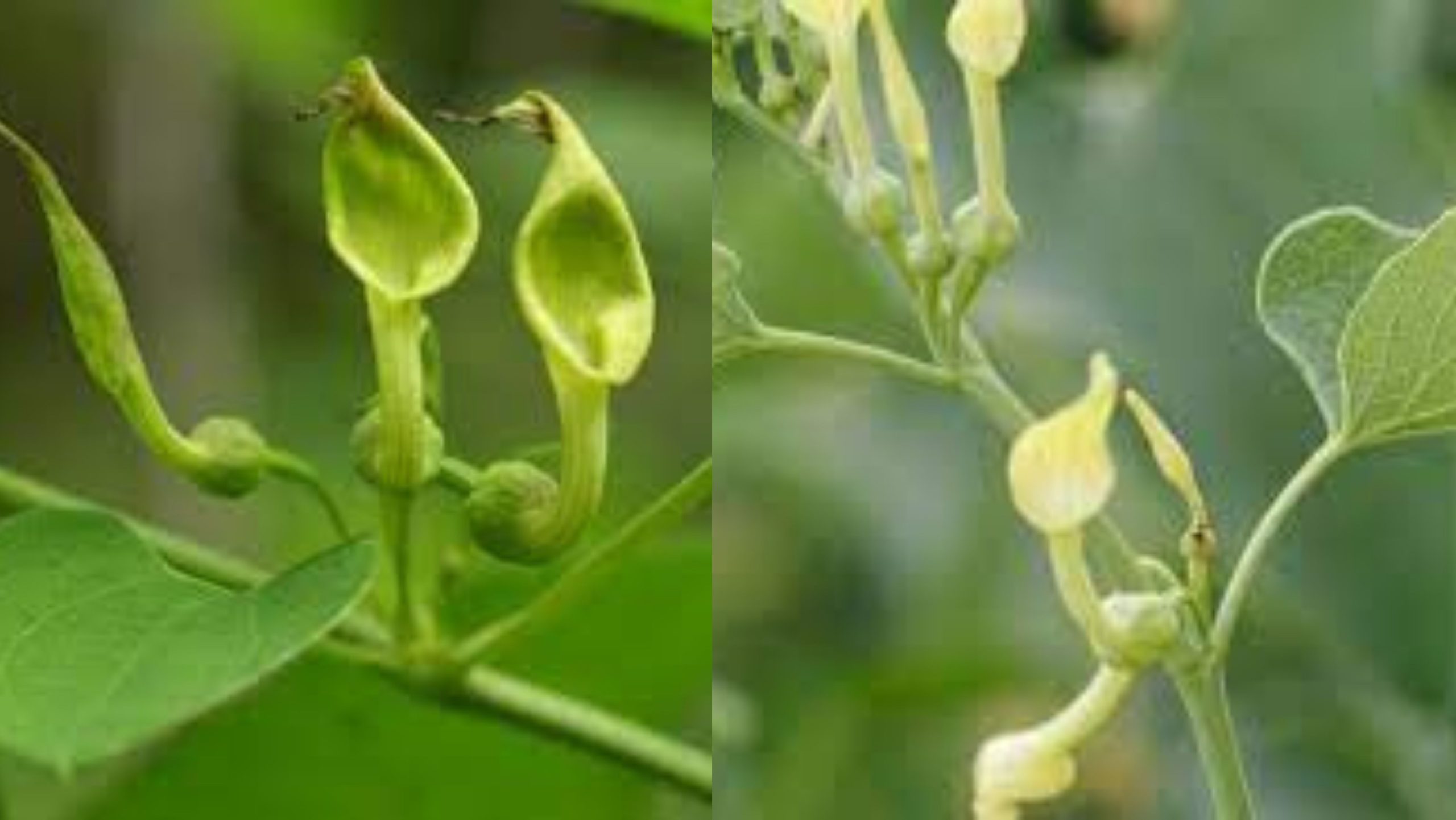 Suy Thận Do Tự Chữa Bệnh Bằng Loại Cây Độc