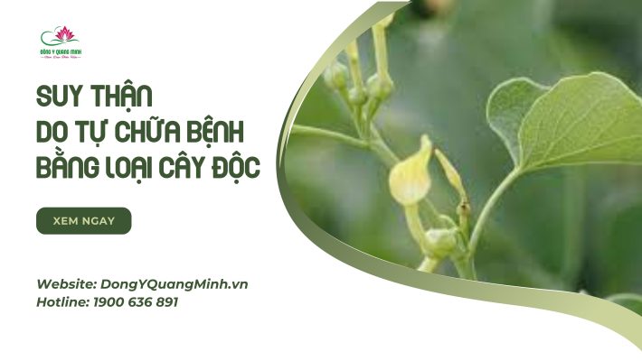 Suy Thận Do Tự Chữa Bệnh Bằng Loại Cây Độc