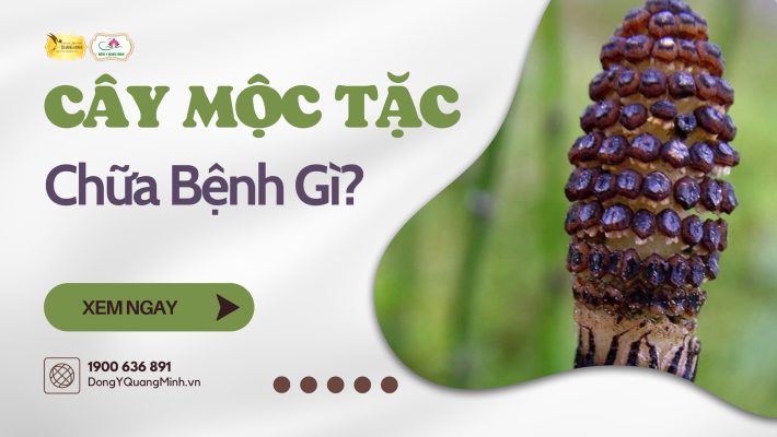 mộc tặc