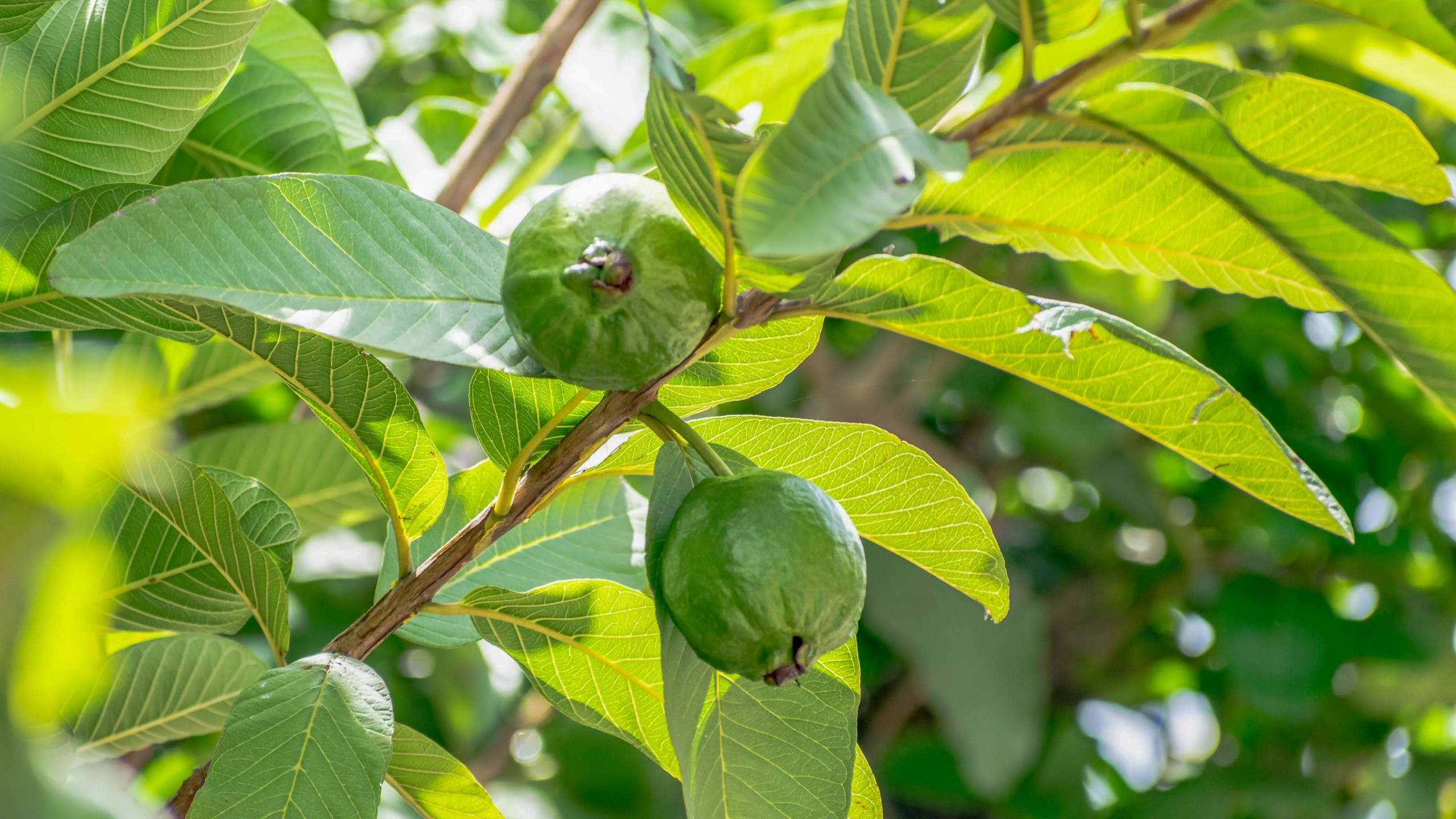 Công Dụng Của Trà Lá Ổi