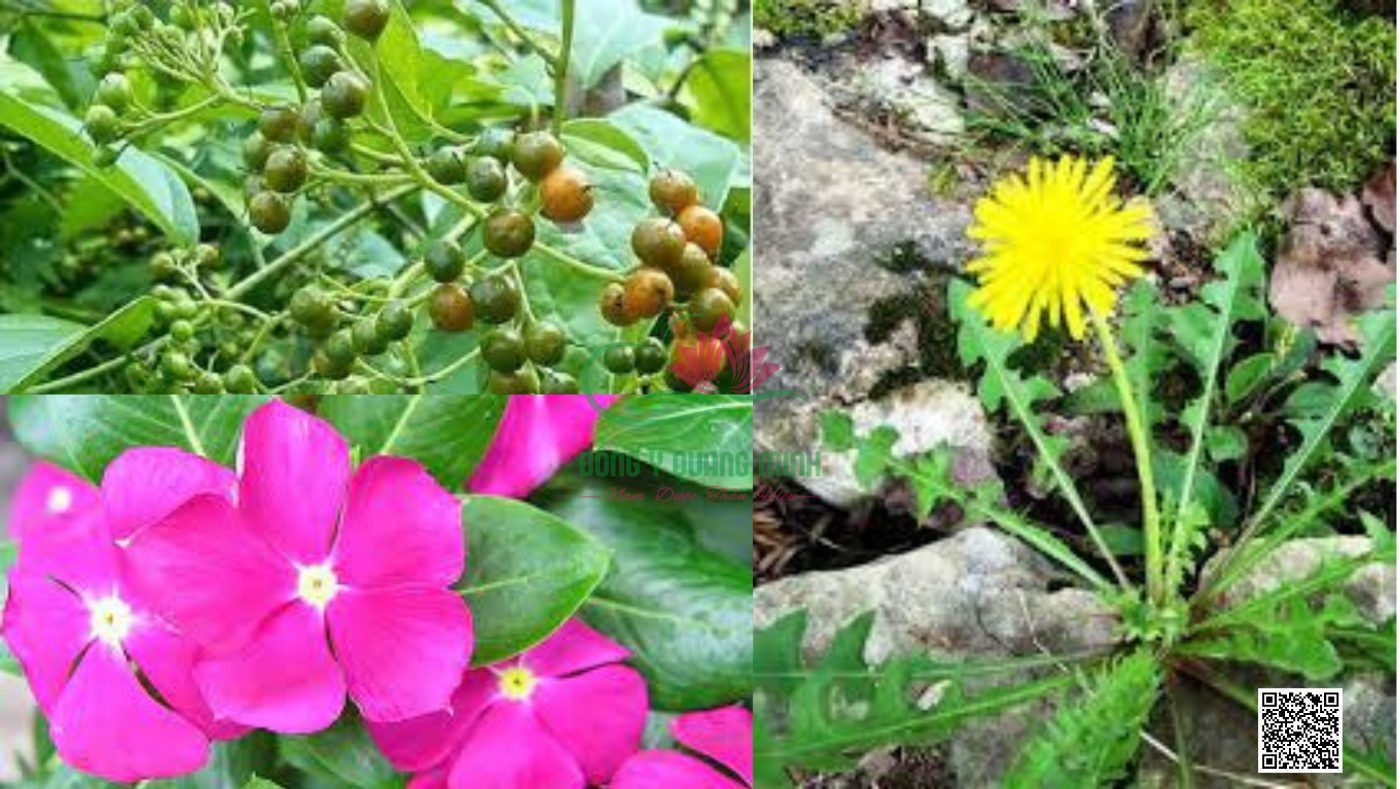 cây thuốc nam chữa ung thư máu