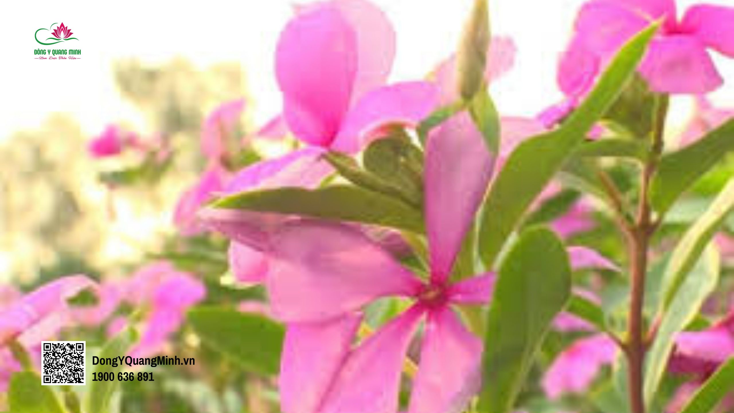 cây thuốc nam chữa ung thư máu