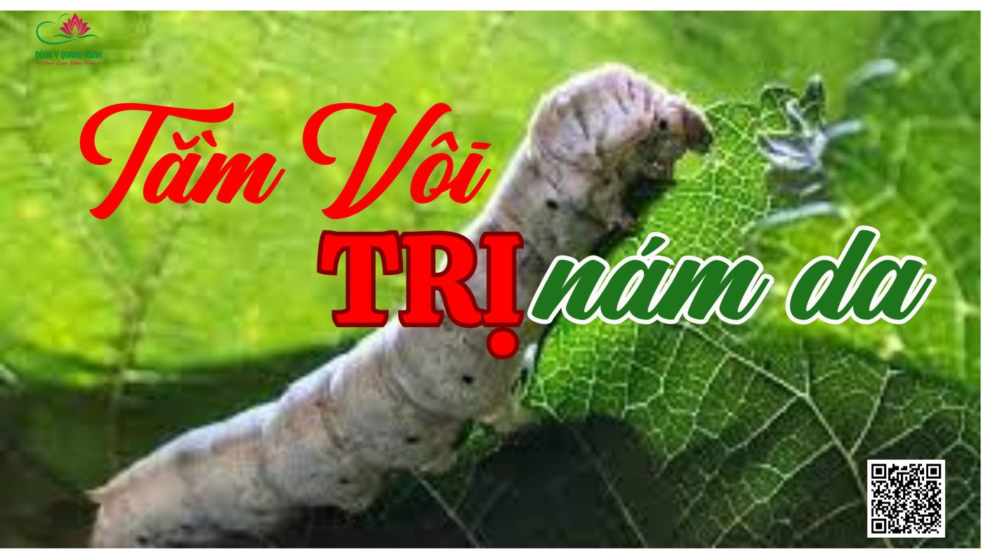 tằm vôi trị nám da