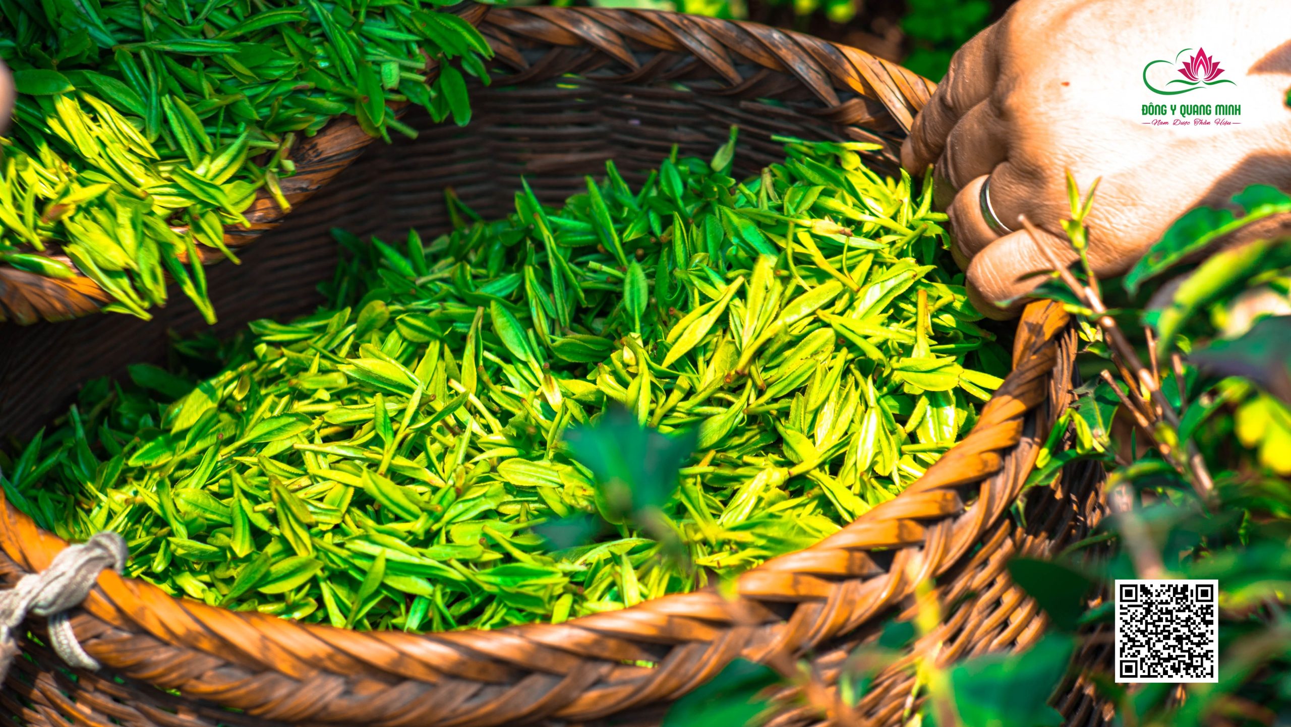 trà giảm Cholesterol