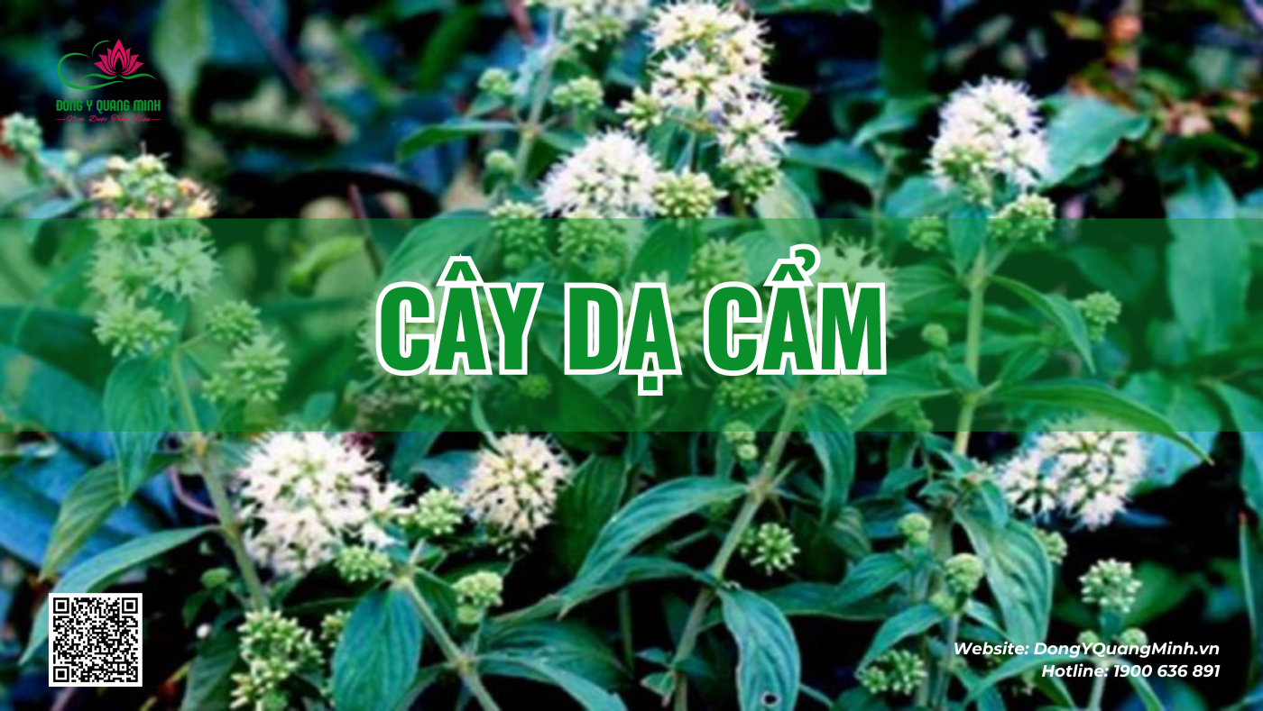 cây dạ cẩm