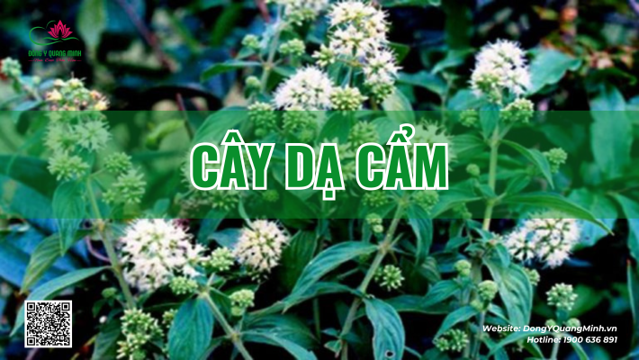 cây dạ cẩm