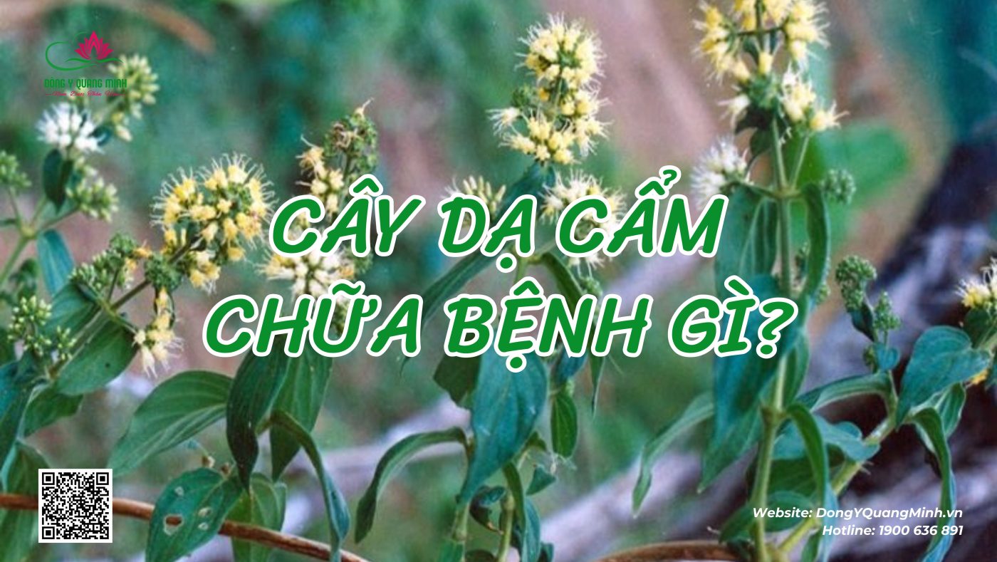 cây dạ cẩm chữa bệnh