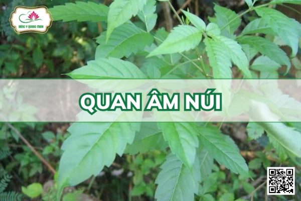 Quan Âm Núi - Vitex Quinata (Lour.) F. N. Will