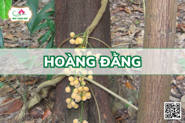Hoàng Đằng – Fibraurea Tinctoria, Menispermaceae
