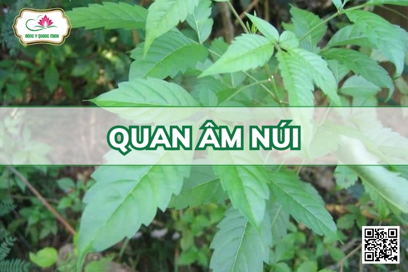 Quan Âm Núi - Vitex Quinata (Lour.) F. N. Will