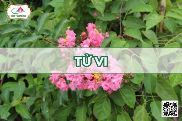 Tử Vi - Lagerstroemia Indica L