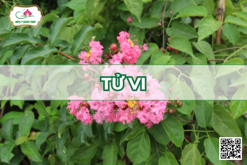 Tử Vi - Lagerstroemia Indica L