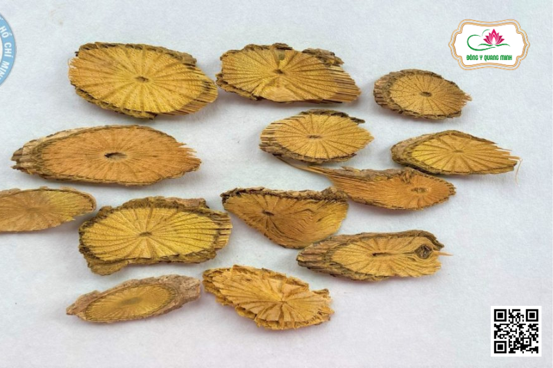 Vàng Đắng – Coscinium Fenestratum, Menispermaceae