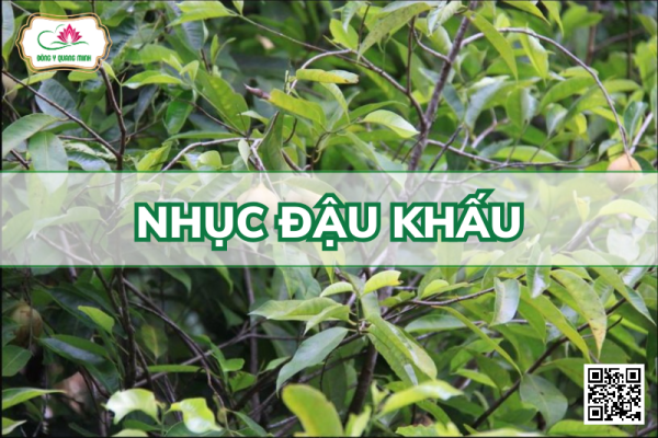 Nhục Đậu Khấu – Myristica Fragrans, Myristicaceae