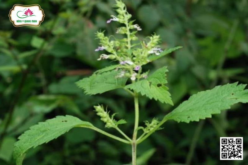Cây Cứt Ngựa - Teucrium Viscidum Blume