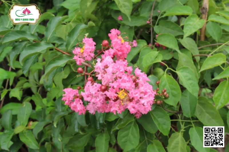 Tử Vi - Lagerstroemia Indica L