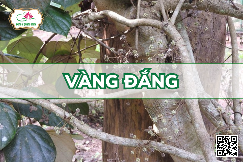 Vàng Đắng – Coscinium Fenestratum, Menispermaceae